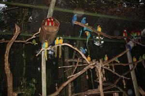 No Parque das Aves as diversas espécies de araras são um convite à contemplação