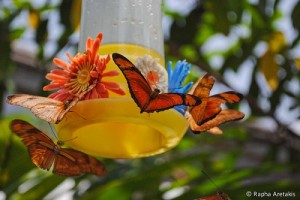 BTN_Belem_Rapha_Aretakis_MD (4 de 5)