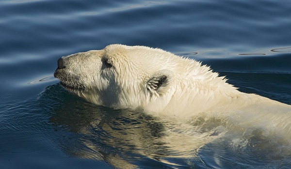 urso