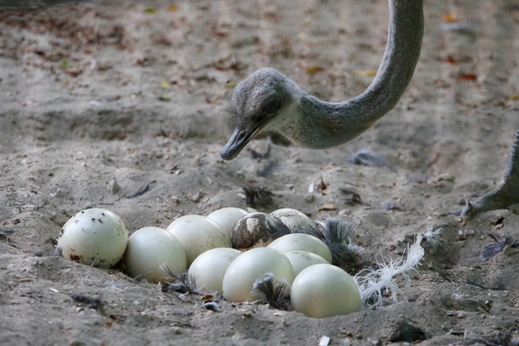 zoologico-palestino-registra-alta-em-nascimentos-de-animais-apos-sumico-de-visitantes