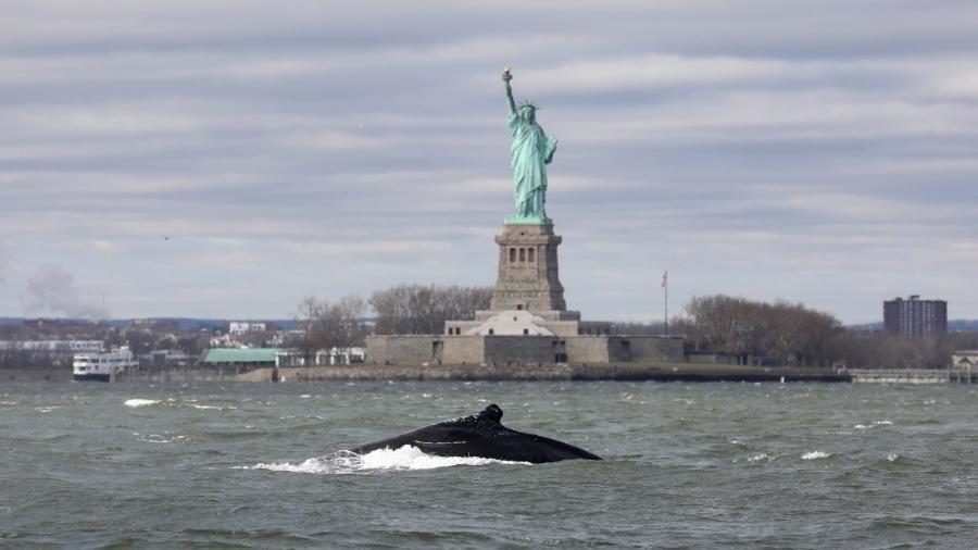 Baleia jubarte é flagrada próxima à Estátua da Liberdade em Nova York