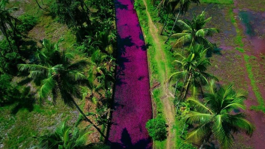 Rio na Índia fica rosa e atrai turista