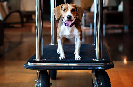 Blue Tree Towers Millenium Porto Alegre agora é pet friendly