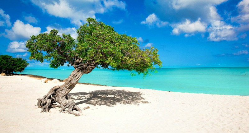Eagle Beach, em Aruba, é reconhecida pelo TripAdvisor como a sétima melhor praia do mundo