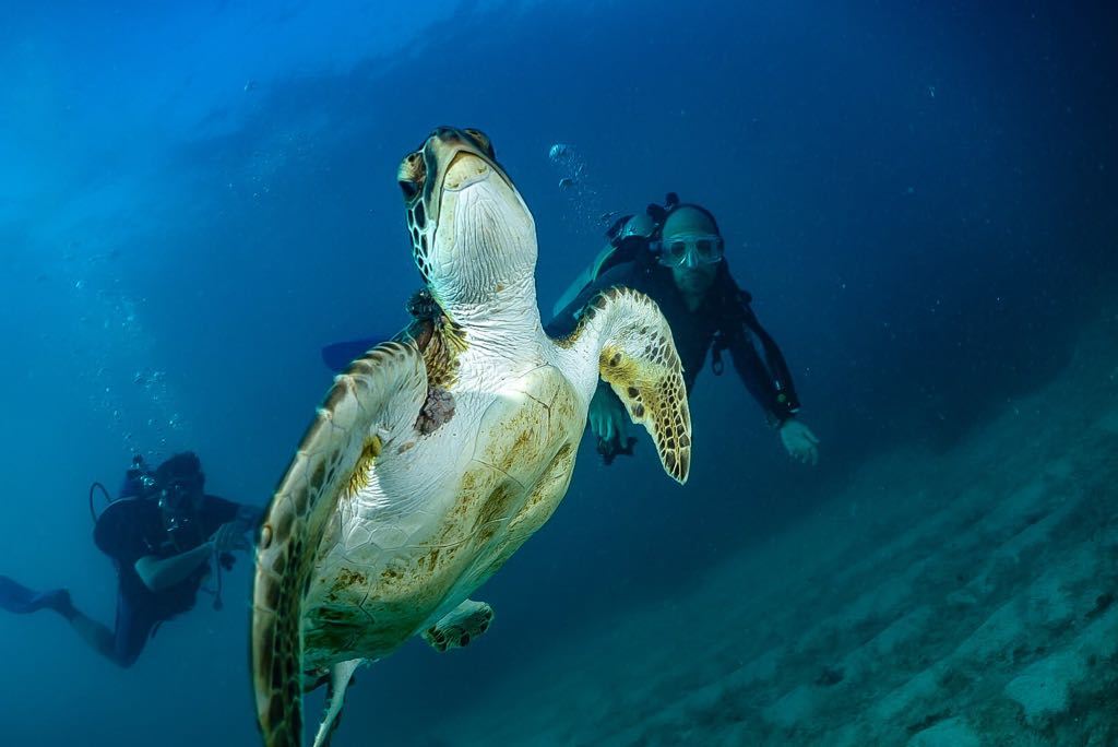 Abrolhos é o destino ideal para a prática de mergulho