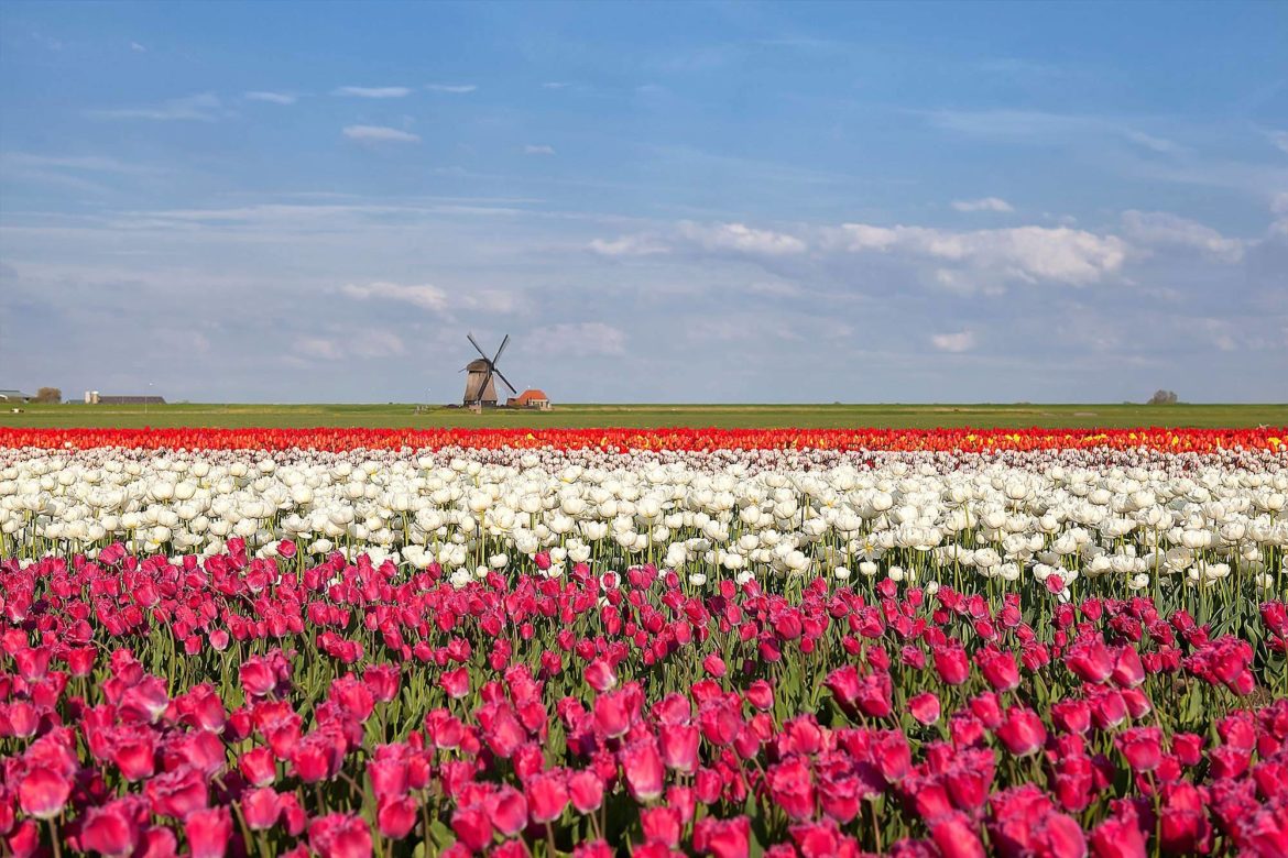 5 lugares para ver as flores na Europa