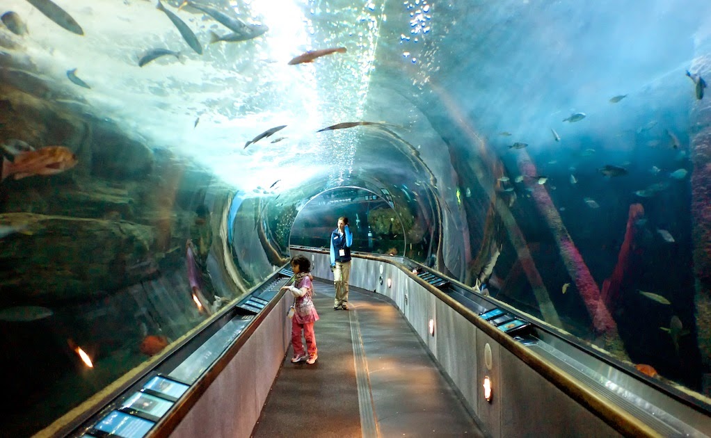Aquarium of the Bay na Califórnia