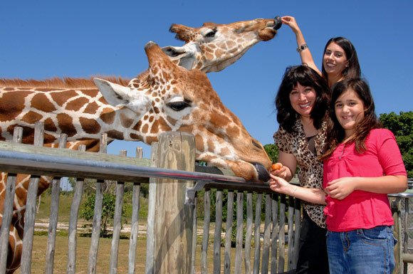 Zoo Miami, o maior zoológico da Flórida