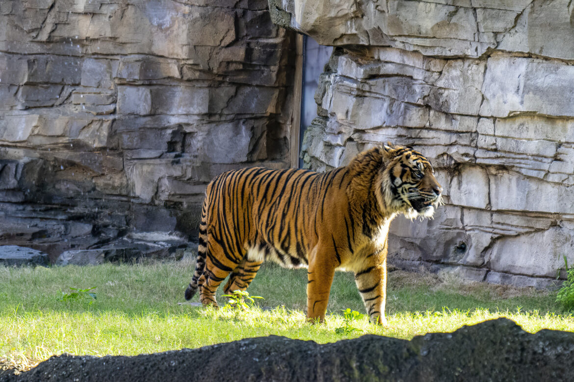Busch Gardens Tampa Bay recebe tigre ameaçado para programa de sobrevivência de espécies