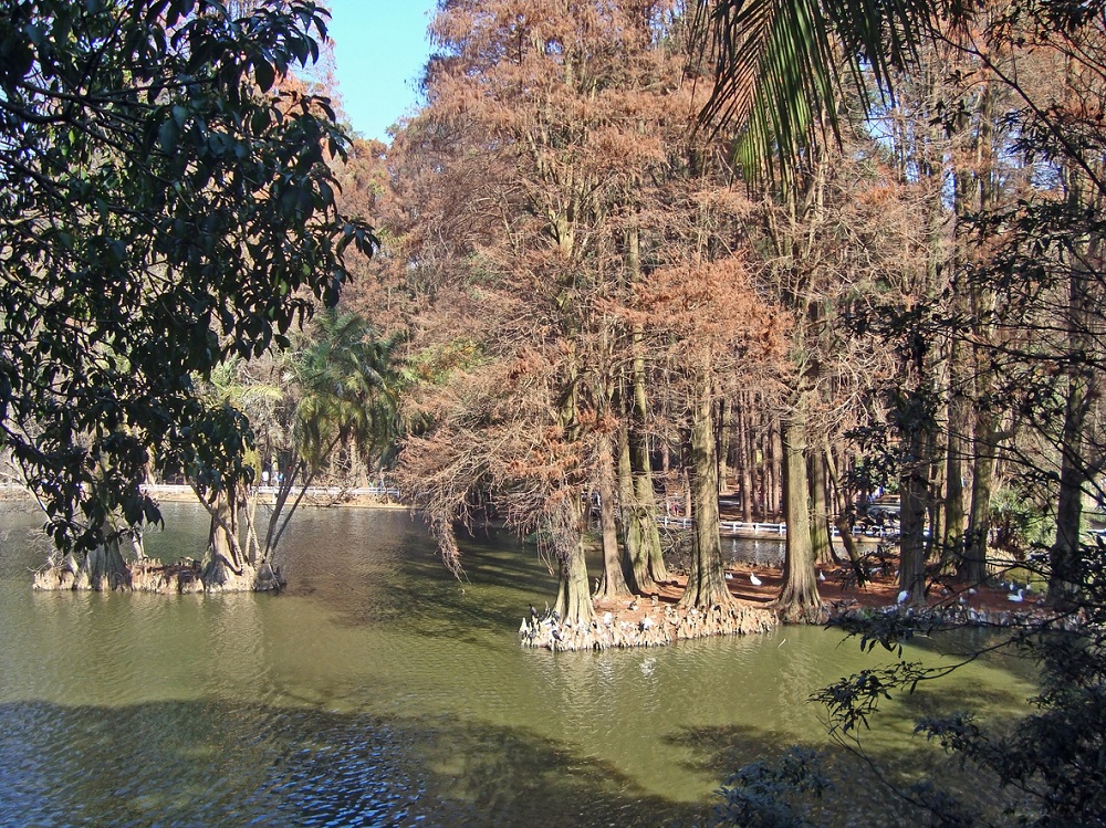 Horto Florestal