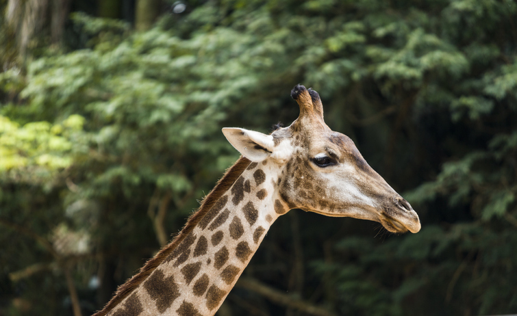 Zoologico de Sao Paulo